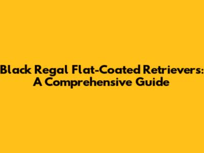 Black Regal Flat-Coated Retrievers: A Comprehensive Guide