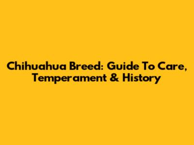 Chihuahua Breed: Guide To Care, Temperament & History