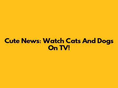Cute News: Watch Cats And Dogs On TV!
