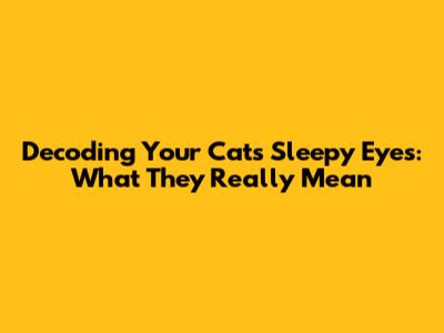 Decoding Your Cat's Sleepy Eyes: What They Really Mean