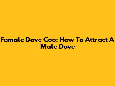 Female Dove Coo: How To Attract A Male Dove