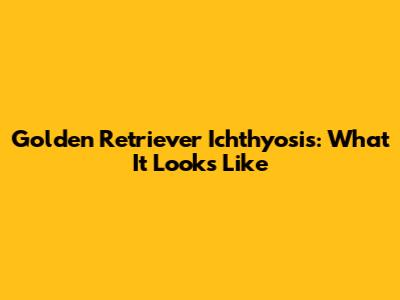 Golden Retriever Ichthyosis: What It Looks Like