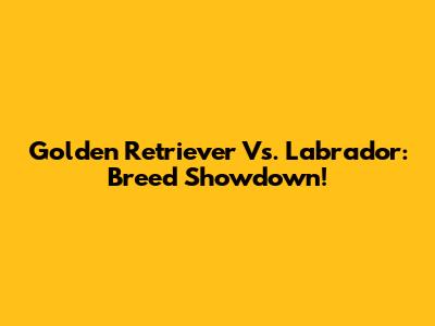 Golden Retriever Vs. Labrador: Breed Showdown!