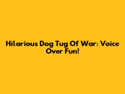 Hilarious Dog Tug Of War: Voice Over Fun!