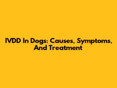 IVDD In Dogs: Causes, Symptoms, And Treatment