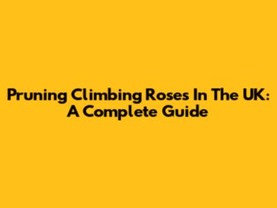 Pruning Climbing Roses In The UK: A Complete Guide
