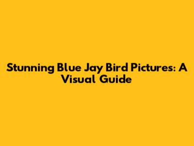 Stunning Blue Jay Bird Pictures: A Visual Guide