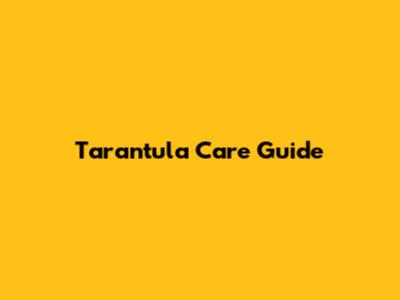 Tarantula Care Guide