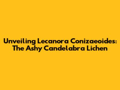 Unveiling Lecanora Conizaeoides: The Ashy Candelabra Lichen